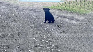 Abandoned puppies wandering aloned in the woods beside the highway with no chance of survived!