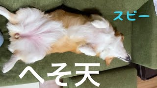 女子なのに股全開で寝るコーギー犬とそれを注意する母