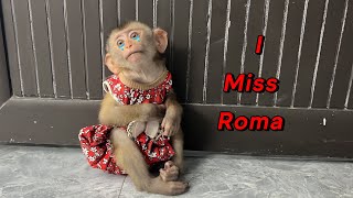 Poor monkey Diana is waiting for little Roma to come home