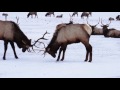 the national elk refuge jackson wy 2017