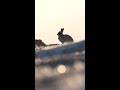 winter wildlife photography shorts