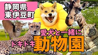 【犬連れ旅】猛獣が近すぎる！伊豆アニマルキングダムでワンコと遊ぶ【静岡県東伊豆町】Go To トラベル