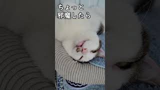 猫の邪魔をしたらこんな文句を言うんです 【片目失明の野良猫さん】 #short #YouTubeshort