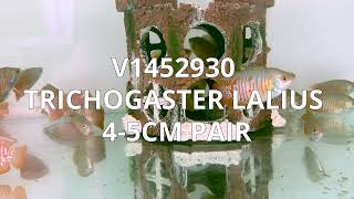 V1452930 Special | Trichogaster Lalius 4-5cm Pair | September 2022