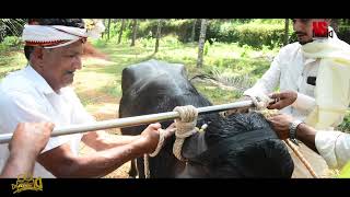 ಕಾಂತಾರ ಕಂಬಳದ ಕೋಣಗಳನ್ನು ಹೇಗೆ ರೆಡಿ ಮಾಡುತ್ತಾರೆ | ಪರಮೆಶ್ವರ್ ಭಟ್