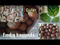 fındıq haqqında.fındık hakkında