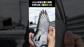 【入賞鴿】2024新北鷺江-冬季北海二關綜合三位