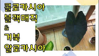 도레미네 '카시아 친구들'을 소개합니다~ 🌿콜로카시아 블랙매직 \u0026 거북 알로카시아 - 도레미 플랜트