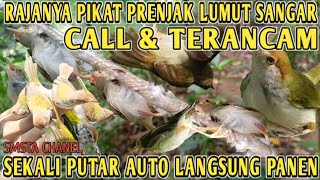 🔴SUARA PIKAT PRENJAK LUMUT TERANCAM VS CALL PALING AMPUH TIADA TANDINGAN LANGSUNG POIN MASEZ