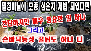 멀칭비닐에 모종 심은지 제법 되었다면, 간단하지만 매우 중요한 일 하나!! 그리고 손바닥농장 꿀팁도 또 하나 소개합니다.(멀칭비닐 깔기, 모종 정식하기, 모종정식한 후 할 일 등)