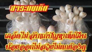 เห็ดโคนน้อยกับ 4 ปัญหาที่พบบ่อยพร้อมกับวิธีแก้ปัญหา