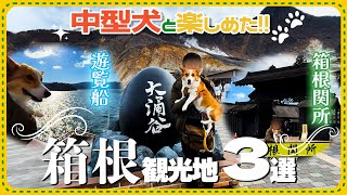 【犬連れ箱根まとめ】中型犬と楽しめた箱根観光スポット３選！【大涌谷・箱根関所・遊覧船】