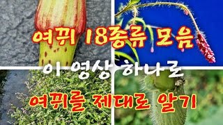 야생화 - 여뀌 18종을 구별하는 핵심 key