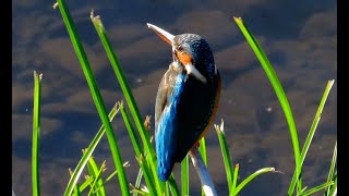 カワセミ調布地区お母さん 2024 12 07 #カワセミ #野鳥 #birds #wildlife #nature #自然観察ぶらり散歩