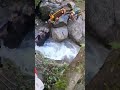 caccia al cinghiale in sicilia sparo sul fermo dei cani 🐗🐶🔥grazie cagnetti cinghiale hunting