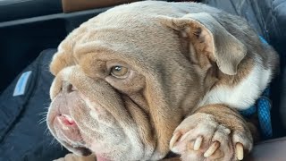 This dog's called Mugshot because no one should be this good looking