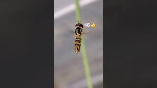 I asked a hoverfly to steady itself for me and it complied! 😃👍👀😎