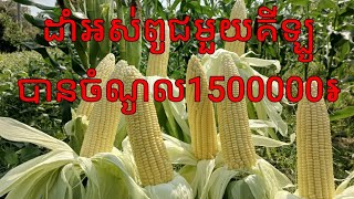 សម្ភាសន៍កសិករដាំពោតហាវ៉ៃ