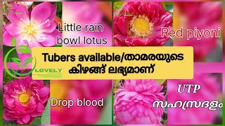 Tubers available/താമര കിഴങ്ങു ലഭ്യമാണ് @LovelyGardens#subscribers #lotus #sale #plantsale  #water