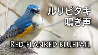 野鳥撮影・ 【野鳥動画】ルリビタキの鳴き声・地鳴き /4K