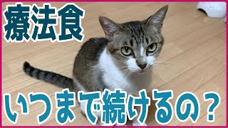 【猫】尿路結石用の療法食はいつまで与えるべき？