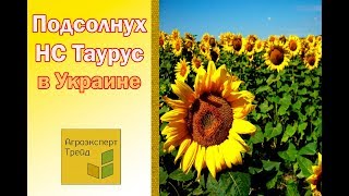 Подсолнух НС Таурус 🌻 в Украине 🌻