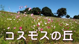 昭和記念公園　「コスモスの丘 ２０１５」