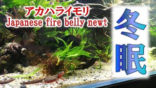 【冬眠】冬眠用ケースに移行とケースの置き場は？【アカハライモリ Japanese fire belly newt】