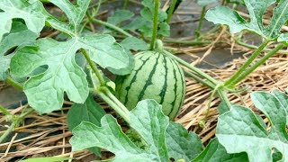 夏野菜の病気と害虫対策 19/6/3