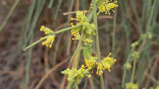 שרביטן מצוי פורח Ephedra foeminea with flowers