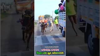 கோட்டையூர் கணேசன் ❤️‍🩹jallikattu #racing #kgf #reklam #bull #tamilparambaryam #skr #mass #race