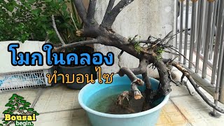 โมกในคลอง ทำบอนไซ