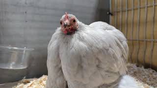 Pekin hen close up in 4K