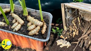 🟠 How to Grow Ginger and Turmeric in Raised Beds with Tree Logs: From Planting to Harvest