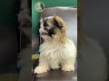 The Charming Shih-tzu Puppy