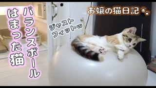 バランスボールにはまった猫【お嬢の猫日記 / OJO- CAT DAILY】