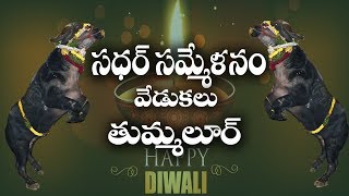 Sadar Sammelanam Grandly Celebrations In THUMALURU || సదర్ సమ్మేళనం వేడుకలు .....?