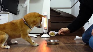 The guy who claims that the cold has nothing to do with appetite｜Japanese Shiba Inu