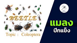 แมลงปีกแข็ง : Beetles