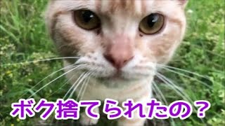 【捨て猫保護】首輪の跡がはっきりと付いたガリガリの茶トラ猫が再び幸せになるまで