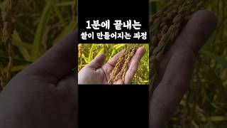 1분 지식- 쌀이 만들어지는 과정 #shorts