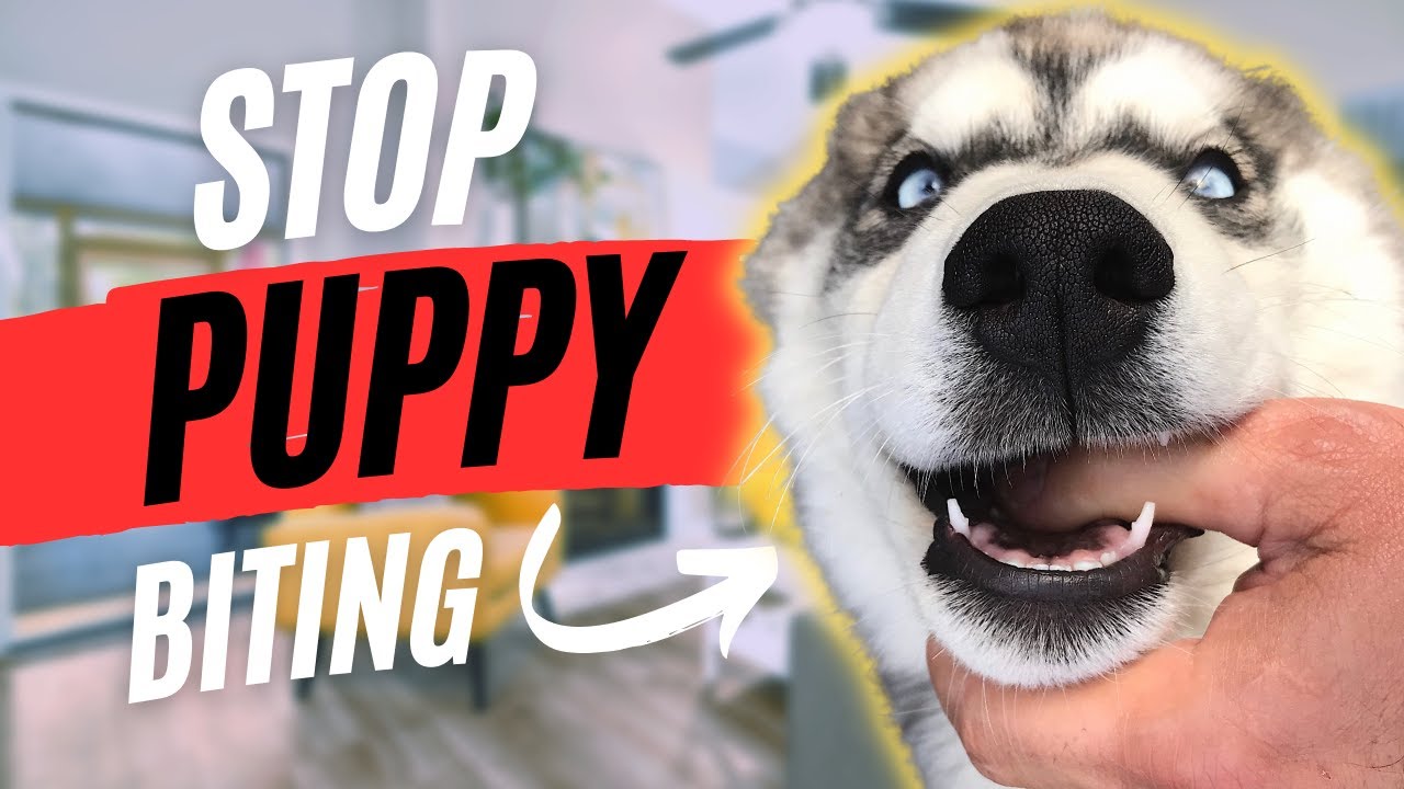 How To Stop Puppy Biting Quickly And Easily - YouTube