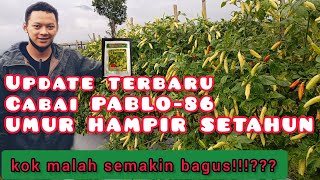 wow.. hampir 1 tahun, update dari lahan cabai pablo-86