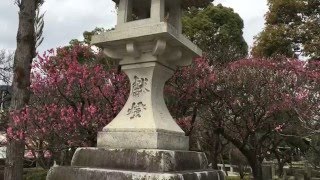 Fukuoka Japan　　福岡県　　太宰府天満宮　　梅