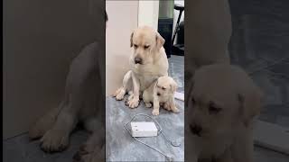 #smart dog defence baby dog #មេឆ្កែការពារកូន#