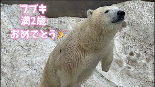 フブキ🐻‍❄️2歳の誕生日おめでとう🎉