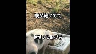 （ACCIDENT？）食事中は見ないでね。本能のままに水を飲む。　#shorts #water #drink