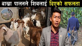 बोयर बाख्रा पालन र सफलताका कुरा - Boer goat farming in Nepal - Shiva Kumar Ale