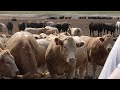 Feedlot cattle pulling-beyond the basics