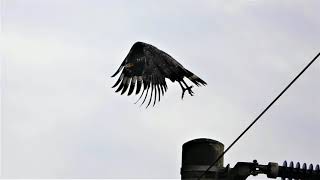 大冠鷲與黑鳶起飛照片集